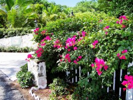 ������: �����  Pink Sands